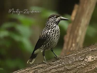 Vogels [Aves]